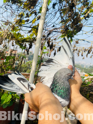 কবুতর